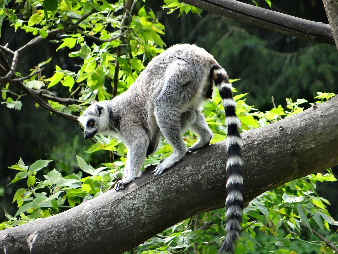 Lemūrai Katta, Žinduolis, Gamta, Laukinis Gyvūnas, Lemurs, Stebėti, Fauna, Gyvūnas, Kūrimas, Laukiniai