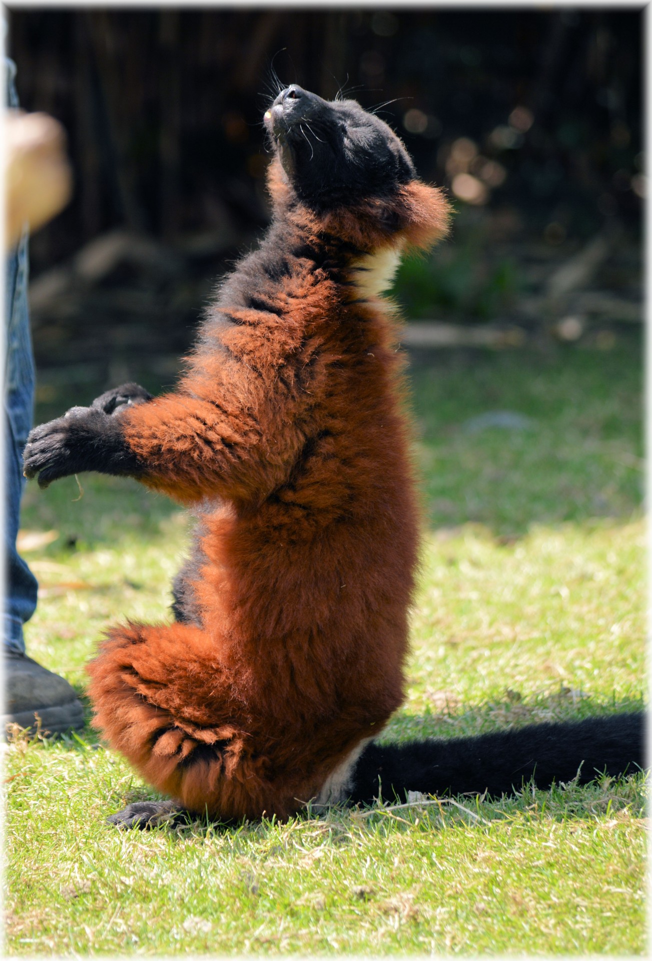 Zoologijos Sodas,  Serijos,  Holland,  Amsterdamas,  Gyvūnas,  Gyvūnai,  Gamta,  Artis,  Žinduolis,  Apenheul