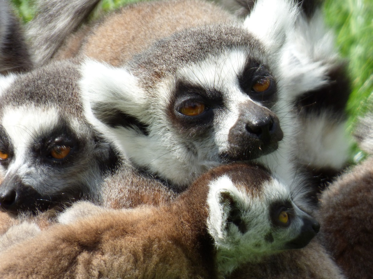 Lemurs, Maki Katta, Parko Jaunikis, Nesles, Nemokamos Nuotraukos,  Nemokama Licenzija