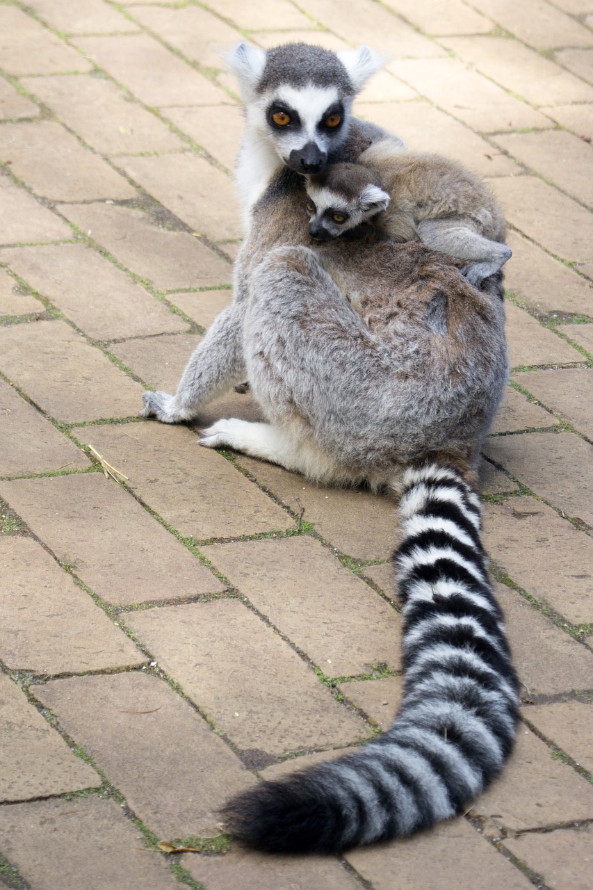 Lemurs, Lemuraap, Lemūrai, Žinduolis, Maki, Gyvūnas, Gamta, Jaunas, Kūdikis, Motina