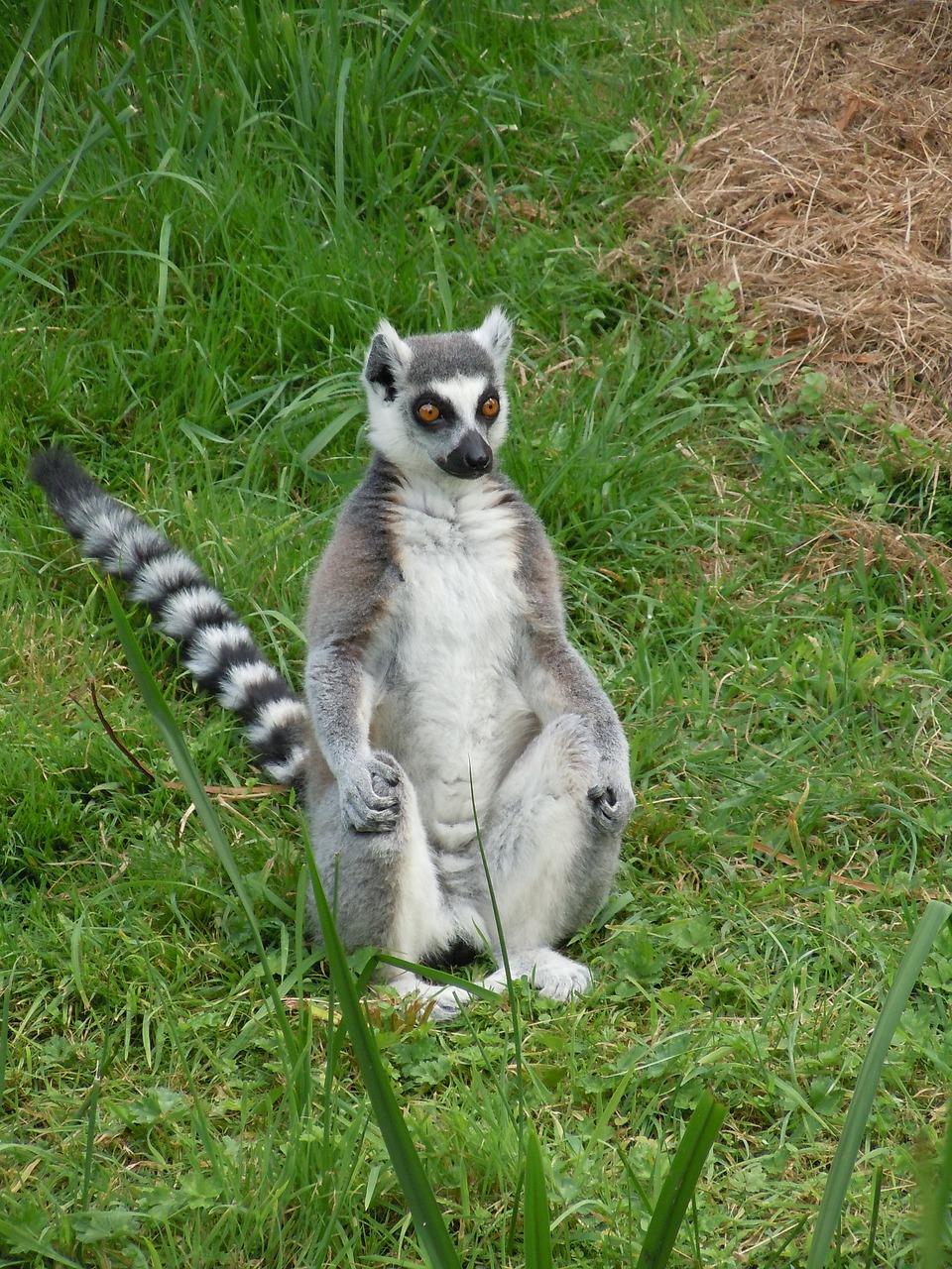Lemurs, Zoologijos Sodas, Žinduolis, Nemokamos Nuotraukos,  Nemokama Licenzija