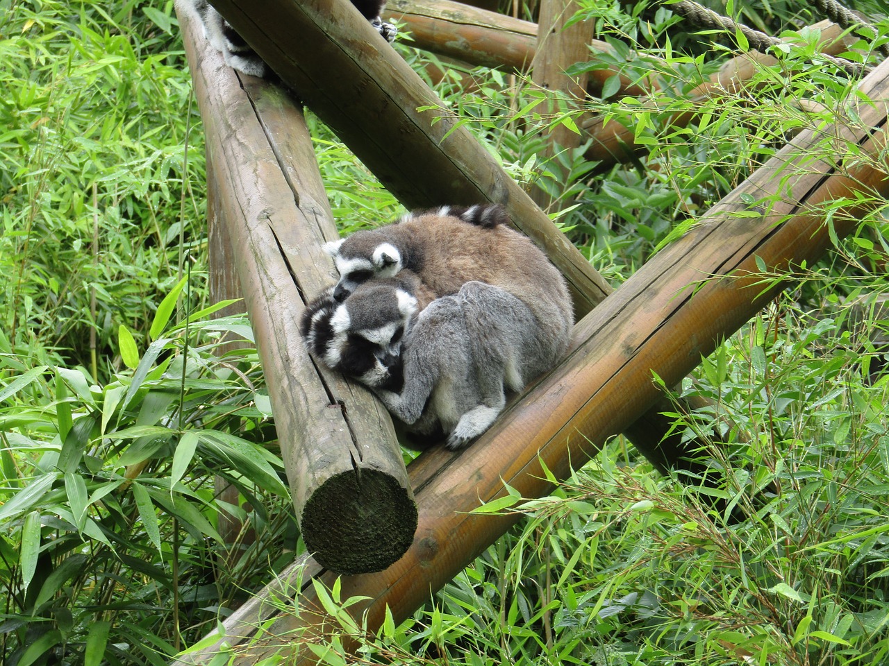 Lemurs, Mieguistas, Jaukus, Zoologijos Sodas, Nemokamos Nuotraukos,  Nemokama Licenzija