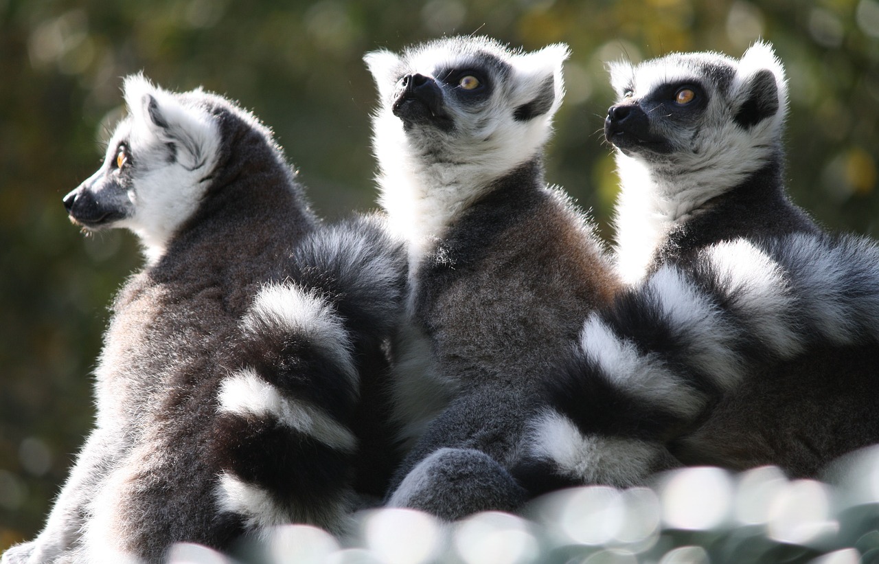 Lemurs, Beždžionė, Pasaulis, Nemokamos Nuotraukos,  Nemokama Licenzija