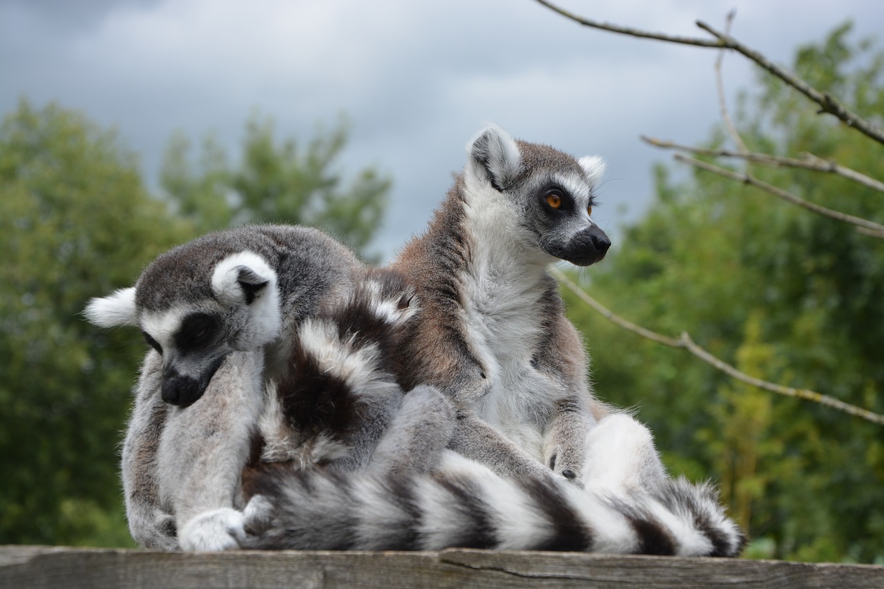 Lemurs, Beždžionės, Beždžionė, Zoologijos Sodas, Primatai, Laukiniai, Gyvūnai, Gamta, Fauna, Nemokamos Nuotraukos