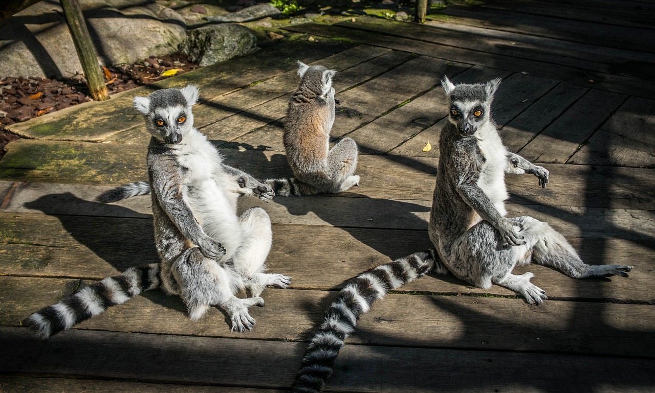 Lemurs, Gamta, Gyvūnas, Lemuriformos, Primatas, Žiedinis Lelukas, Lemūrai Katta, Strepsirhini, Strepsirhini Primatis, Mielas