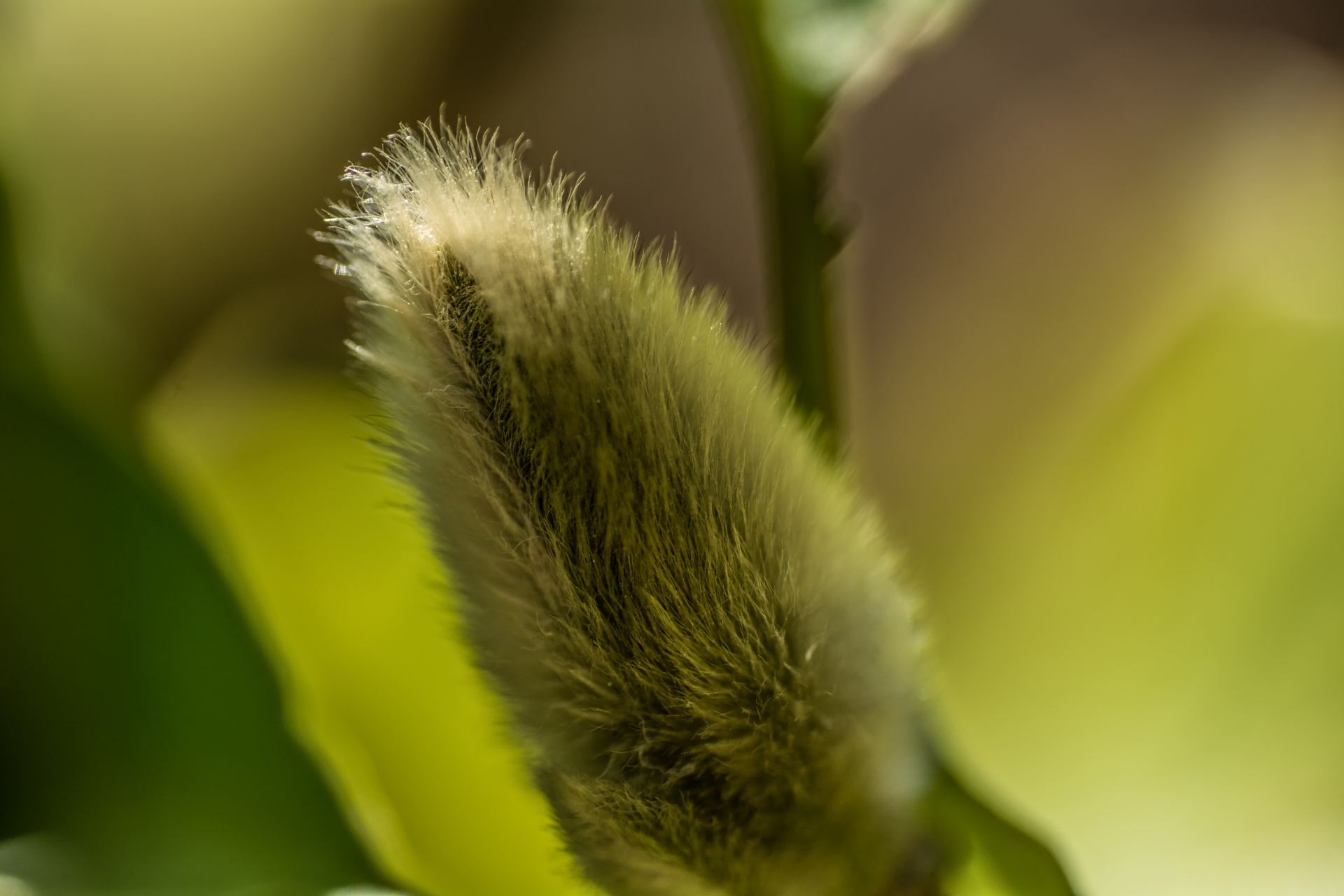 Pavasaris,  Gamta,  Gėlė,  Flora,  Makro,  Pavasario Gamtos Gėlė, Nemokamos Nuotraukos,  Nemokama Licenzija