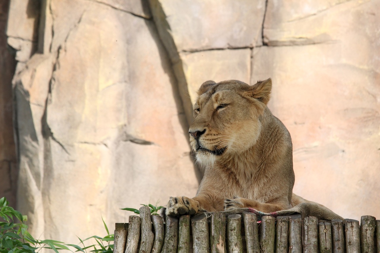 Leo, Zoologijos Sodas, Londonas, Afrika, Gyvūnų Pasaulis, Gyvūnas, Kūdikiai, Kojos, Plaukai, Snukis