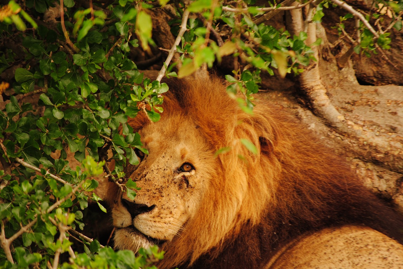 Leonas, Kenya, Savanna, Afrika, Gyvūnas, Plėšrūnas, Nemokamos Nuotraukos,  Nemokama Licenzija