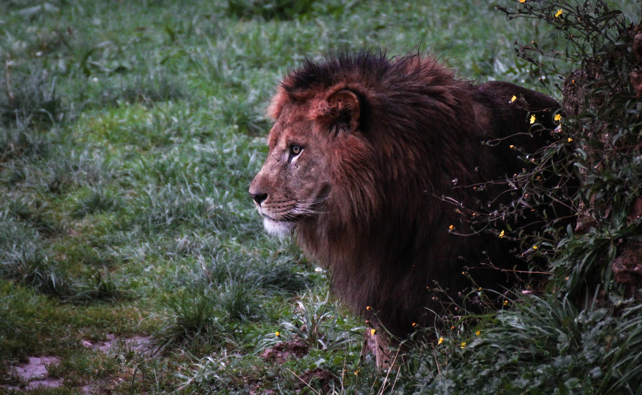 Leonas, Gamta, Gyvūnai, Fauna, Nemokamos Nuotraukos,  Nemokama Licenzija