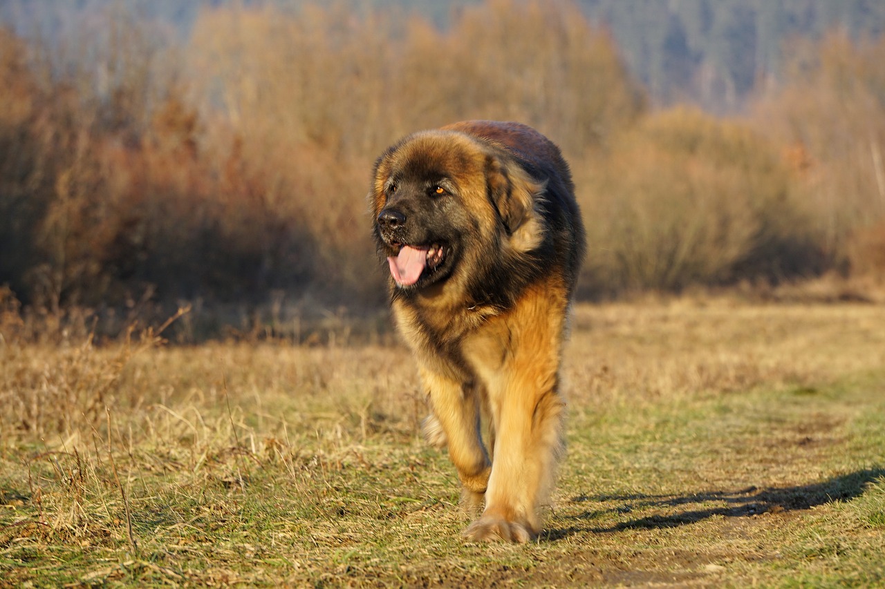 Leonberger, Šuo, Gyvūnai, Nemokamos Nuotraukos,  Nemokama Licenzija