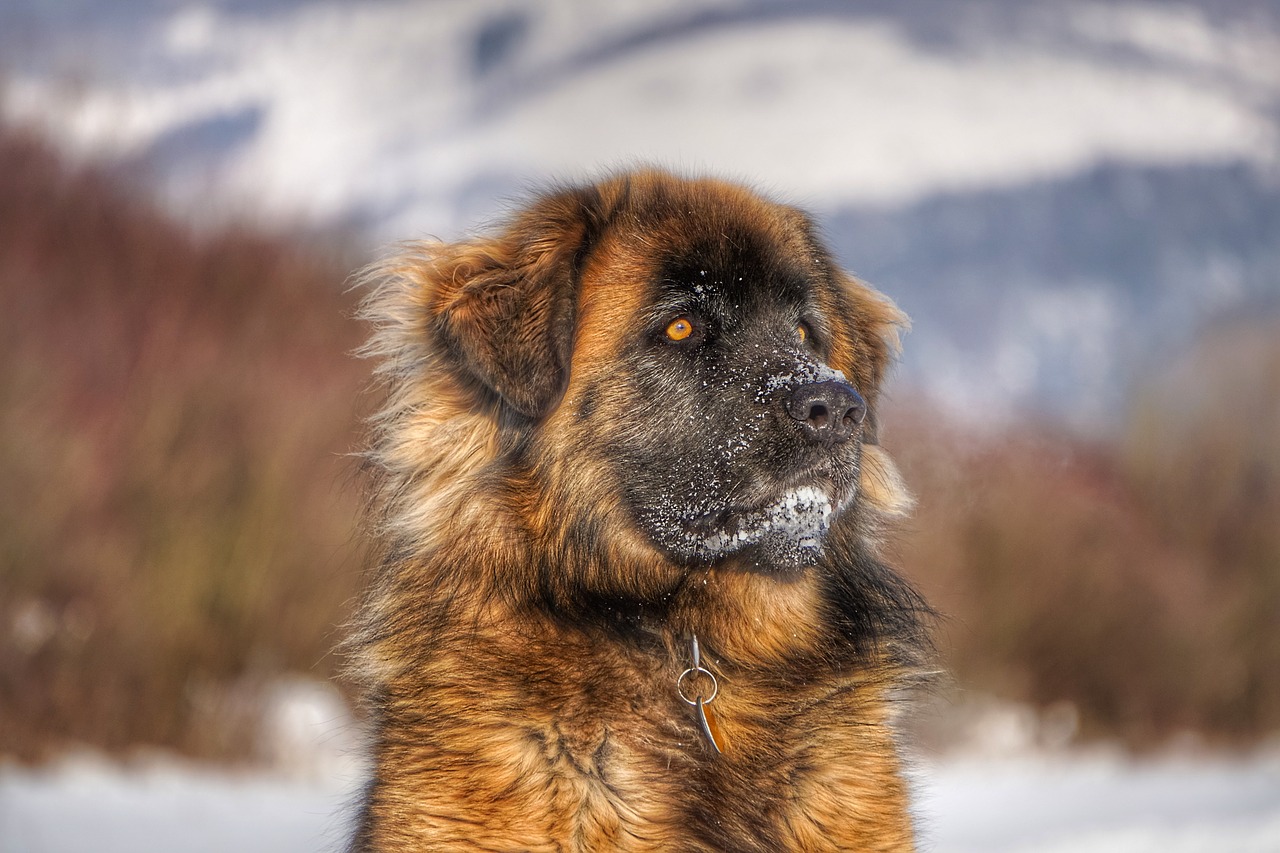 Leonberger, Šuo, Žiema, Portretas, Nemokamos Nuotraukos,  Nemokama Licenzija