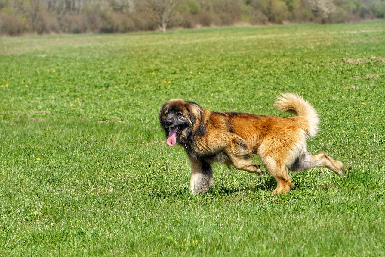 Leonberger, Šuo, Gamta, Nemokamos Nuotraukos,  Nemokama Licenzija