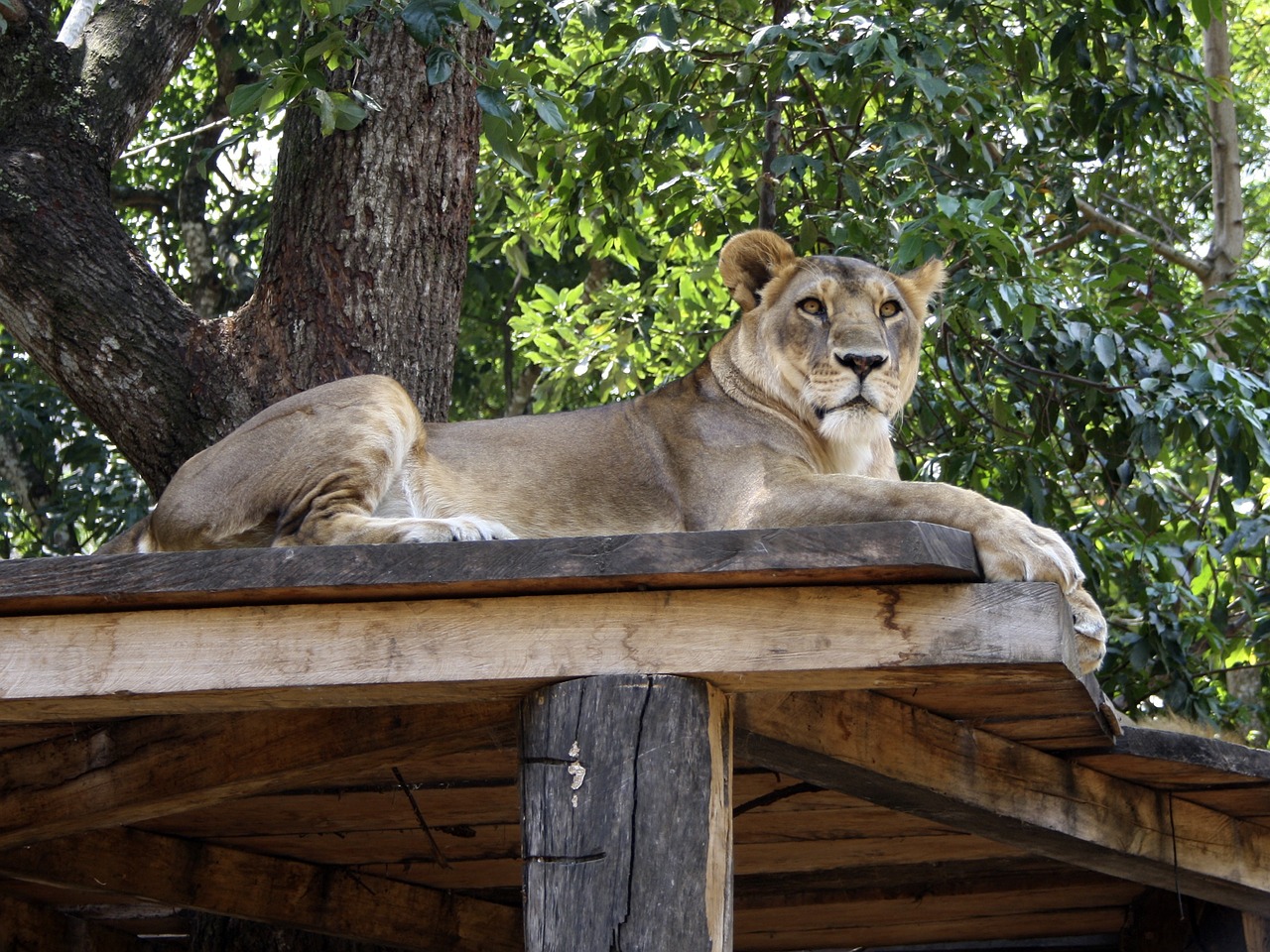 Leone,  Džiunglės,  Plėšrūnas,  Gamta,  Žinduoliai,  Laukiniai,  Gyvūnas,  Fauna, Nemokamos Nuotraukos,  Nemokama Licenzija