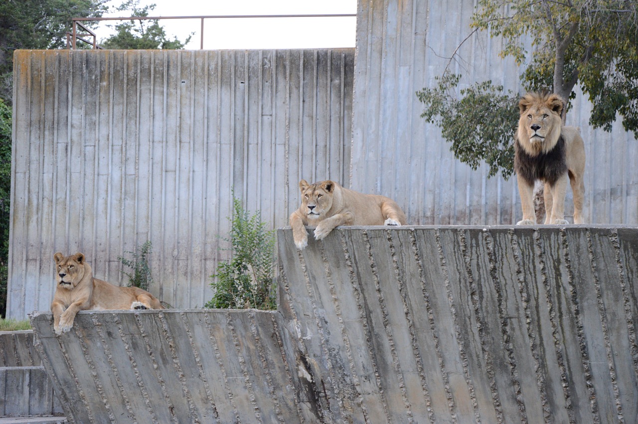 Leoni, Afrika, Savana, Gyvūnas, Karštas, Gamta, Safari, Vasara, Fauna, Rėkti