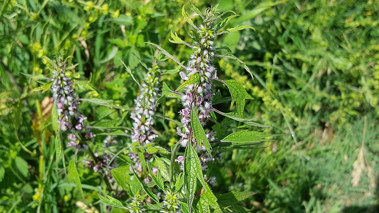 Leonurus Cardiaca, Lamiaceae, Motherwort, Liūto Uodega, Tradicinė Medicina, Mėsa, Liūto Ausis, Žolinis Daugiametis Augalas, Vaistažolių Preparatas, Vaistinis Augalas