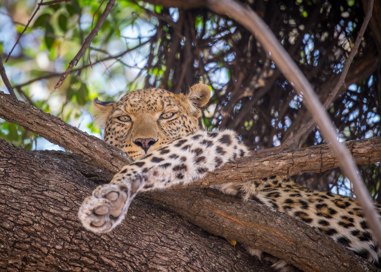 Leopardas, Medis, Moteris, Poilsio, Botsvana, Afrika, Kačių, Plėšrūnas, Didelis, Laukinė Gamta