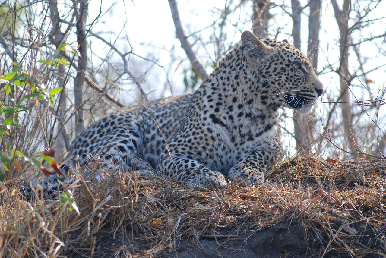 Leopardas, Katė, Laukiniai, Gyvūnas, Kačių, Afrika, Safari, Nemokamos Nuotraukos,  Nemokama Licenzija