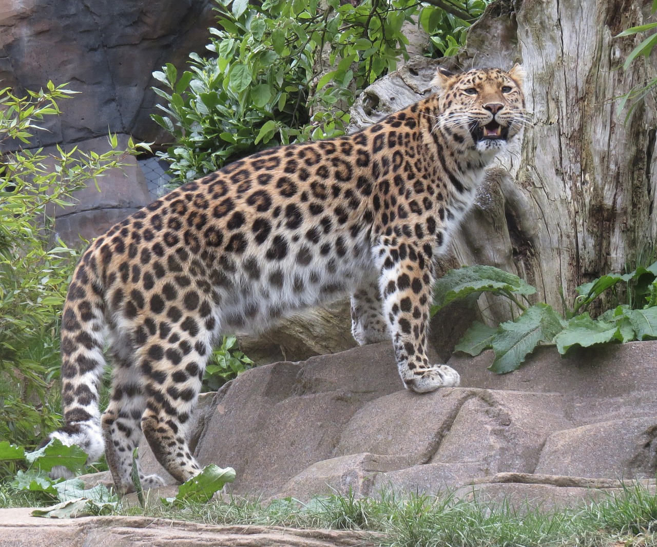 Leopardas, Katė, Laukiniai, Gamta, Plėšrūnas, Nemokamos Nuotraukos,  Nemokama Licenzija