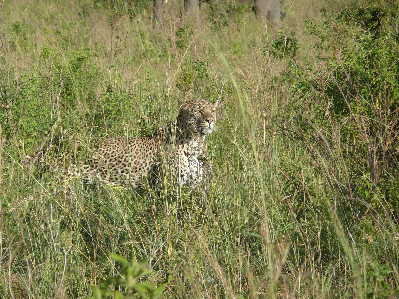 Leopardas, Katė, Gyvūnas, Afrikos, Gamta, Kenya, Žolė, Laukiniai, Masai, Mara