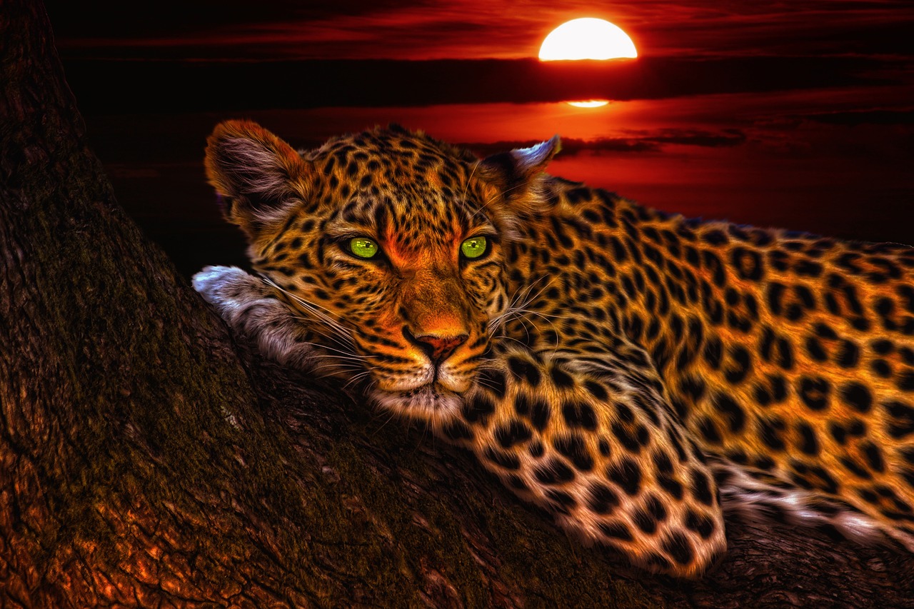 Leopardas, Katės, Gyvūnas, Spausdinti, Gamta, Juoda, Portretas, Ruda, Žiūri, Afrikos