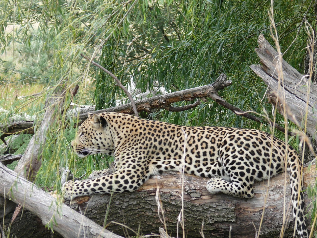 Leopardas, Didelė Katė, Plėšrūnas, Mėsėdis, Panthera, Nemokamos Nuotraukos,  Nemokama Licenzija