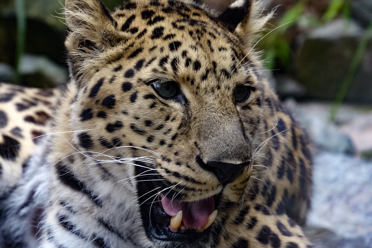 Leopardas, Spalvos, Gamta, Nemokamos Nuotraukos,  Nemokama Licenzija