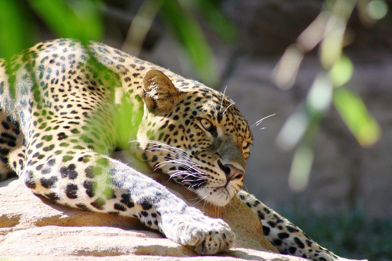 Leopardas, Kačių, Gamta, Dėmės, Mėsėdis, Kojos, Nagai, Nemokamos Nuotraukos,  Nemokama Licenzija