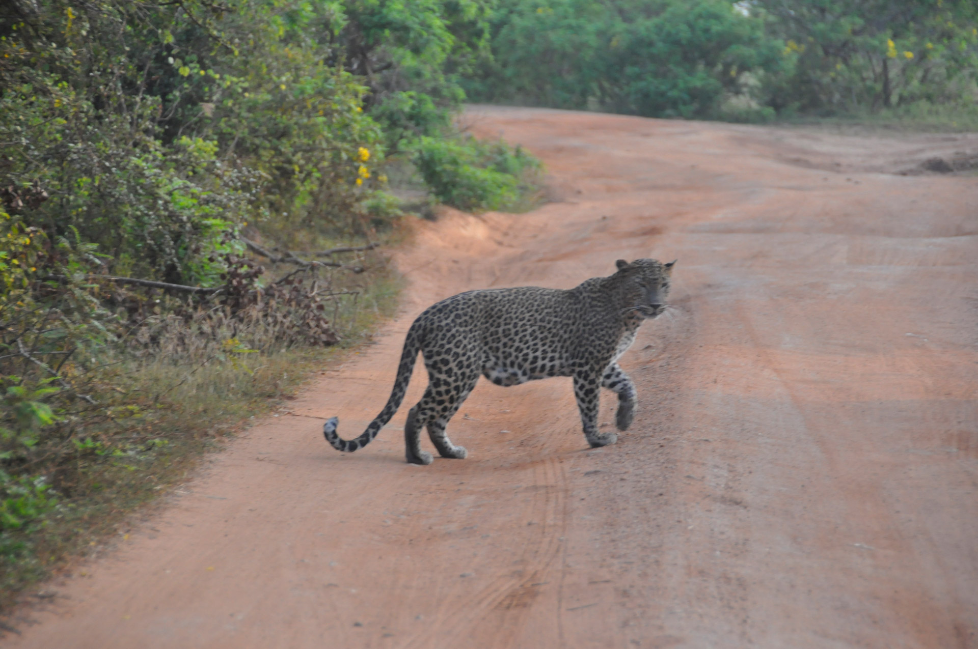 Leopardas,  Didelis,  Katė,  Gamta,  Rezervas,  Yala,  Parkas,  Sri,  Lanka,  Leopardas