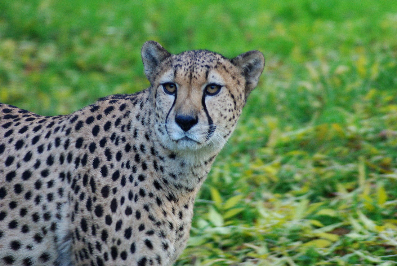 Leopardas, Katė, Gyvūnas, Plėšrūnas, Wildcat, Uždaryti, Afrika, Akys, Gyvūnų Pasaulis, Laukiniai