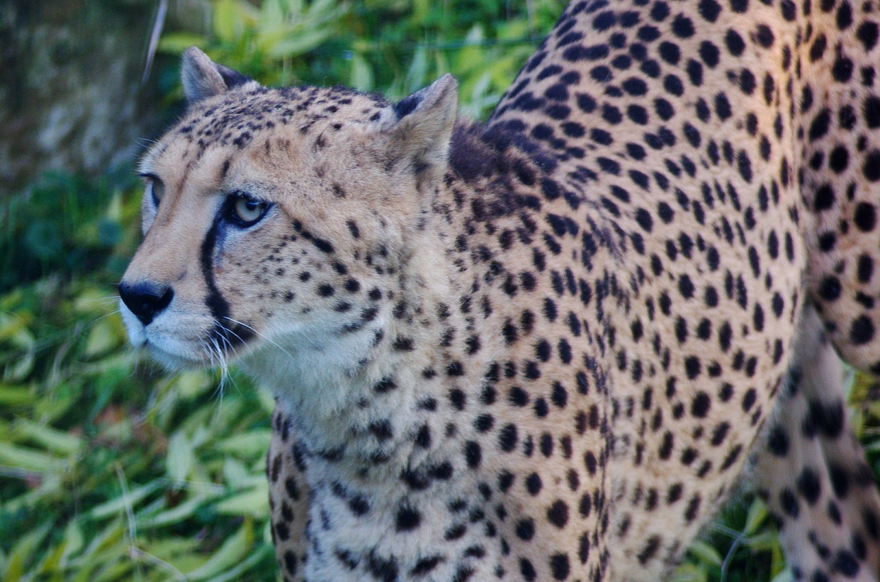 Leopardas, Katė, Gyvūnas, Plėšrūnas, Wildcat, Laukiniai, Uždaryti, Afrika, Akys, Medžiotojas