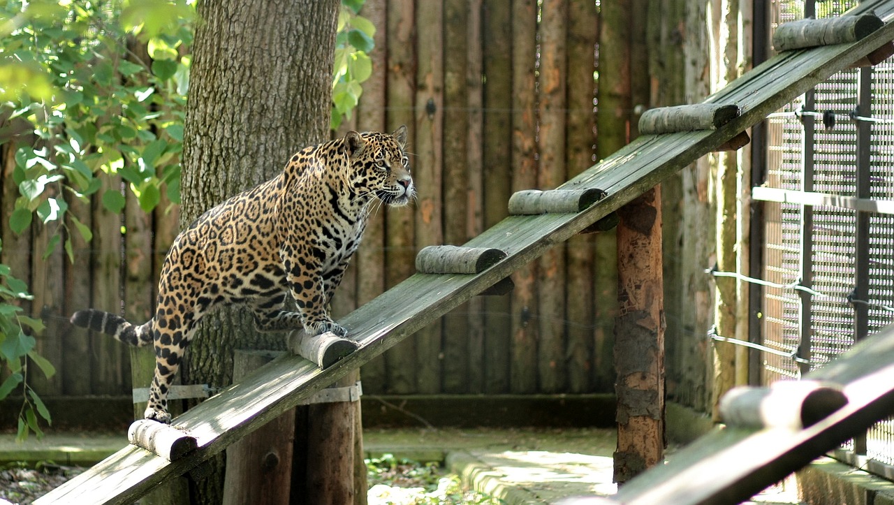 Leopardas, Katė, Naminis Gyvūnėlis, Zoologijos Sodas, Nemokamos Nuotraukos,  Nemokama Licenzija
