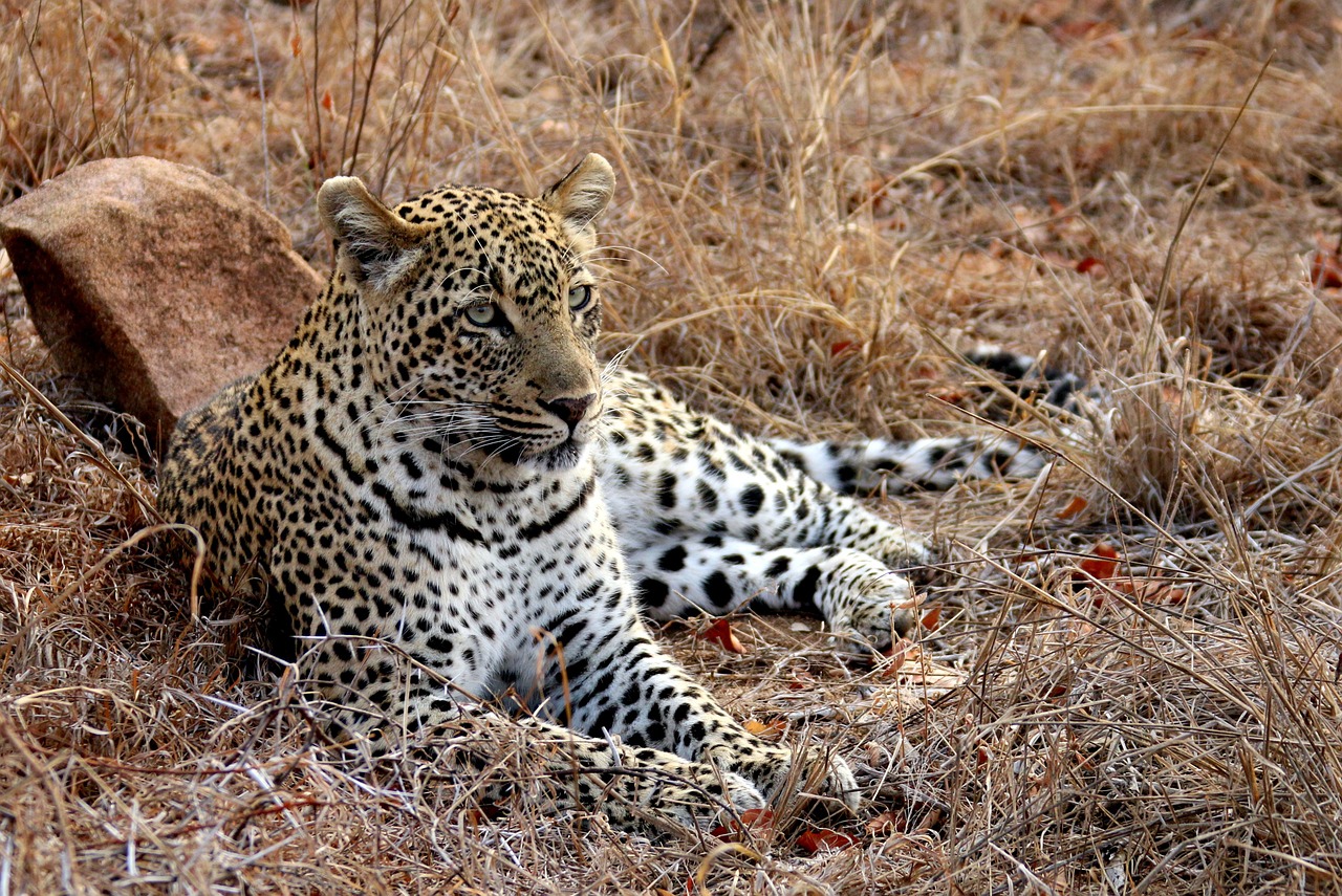 Leopardas, Afrika, Kruger, Laukinė Gamta, Gyvūnai, Didelis, Katė, Plėšrūnas, Safari, Į Pietus
