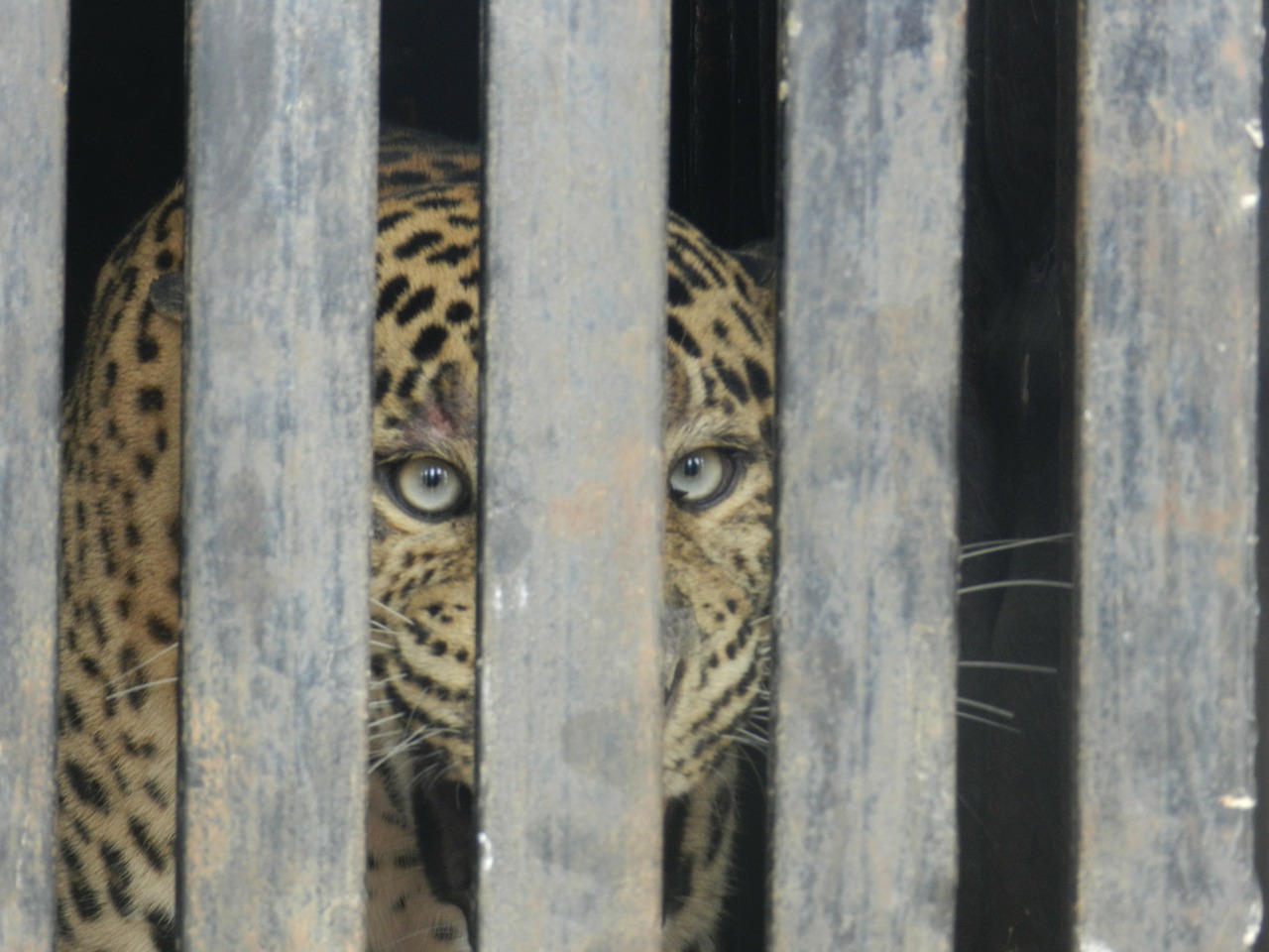 Leopardas, Sulaikytas Leopardas, Zoologijos Sodas, Katė, Laukiniai, Narve, Kačių, Kailis, Nykstantis, Žinduolis