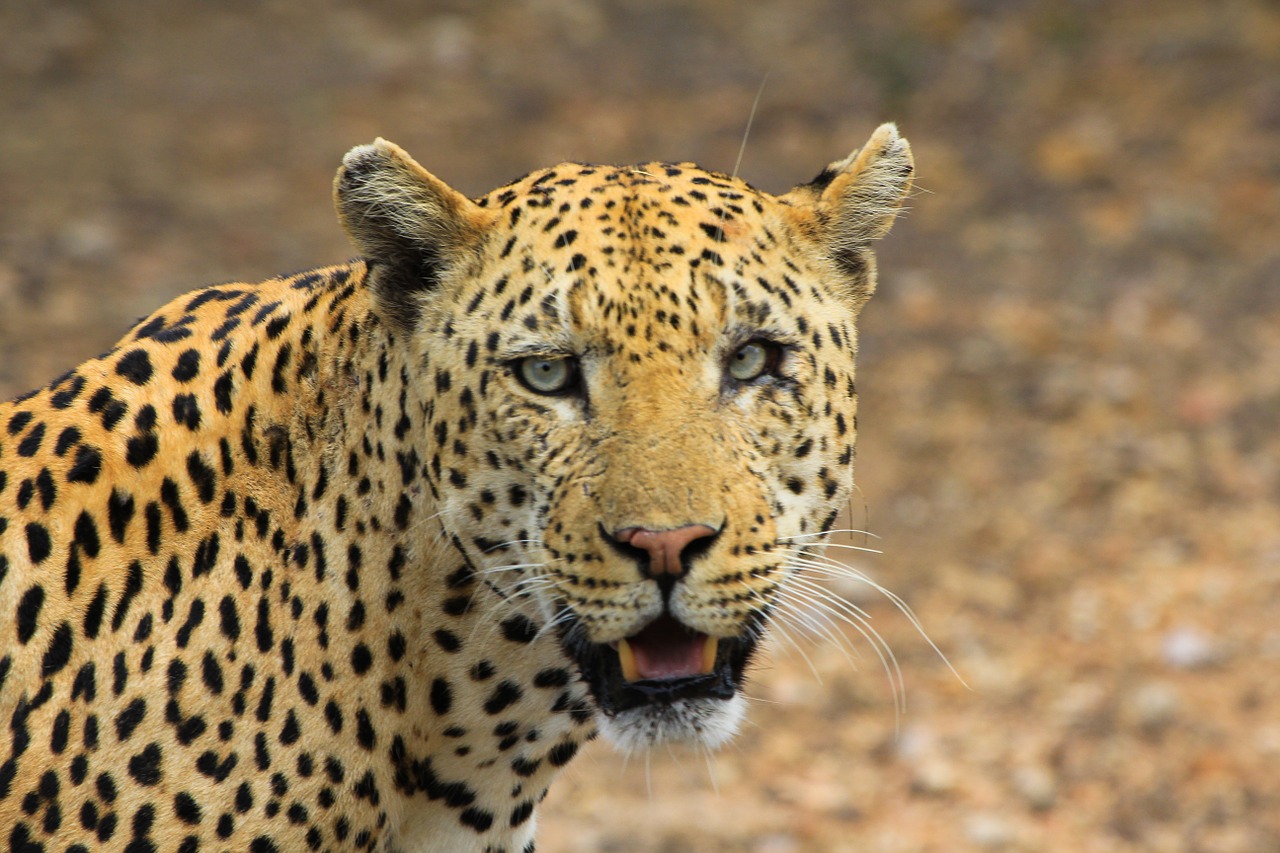 Leopardas, Gyvūnai, Gepardas, Snukis, Galva, Gyvūnas, Jaguar, Nemokamos Nuotraukos,  Nemokama Licenzija