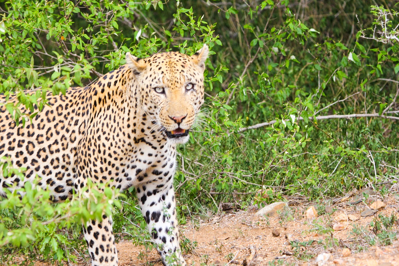 Leopardas, Gyvūnas, Gepardas, Gyvūnai, Pietų Afrika, Nemokamos Nuotraukos,  Nemokama Licenzija