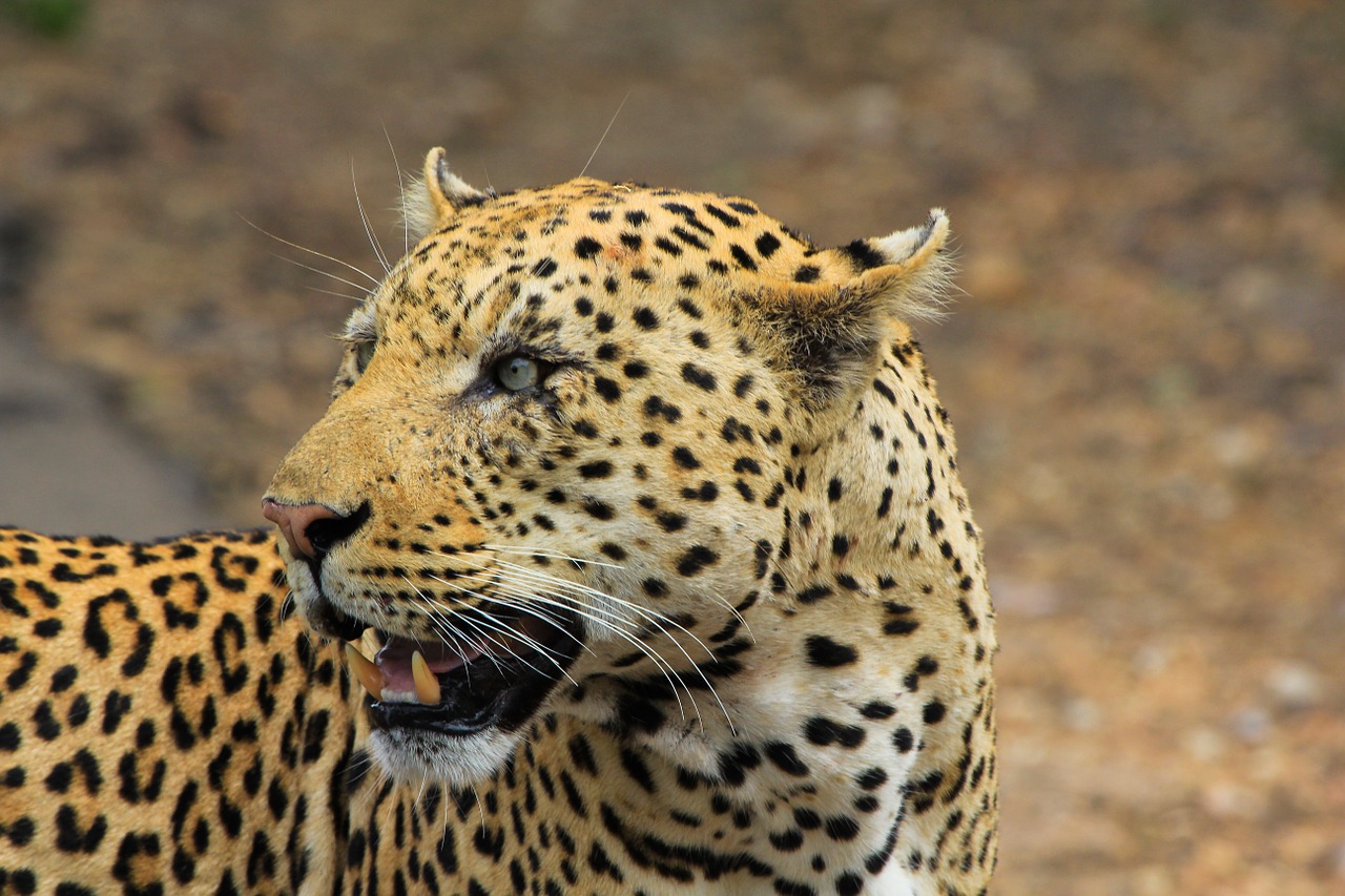 Leopardas, Pietų Afrika, Safari, Nemokamos Nuotraukos,  Nemokama Licenzija