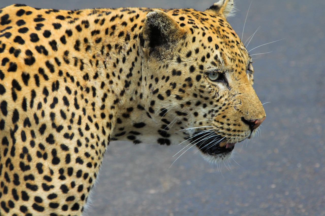 Leopardas, Pietų Afrika, Laukiniai Gyvūnai, Gyvūnas, Laukiniai, Nemokamos Nuotraukos,  Nemokama Licenzija