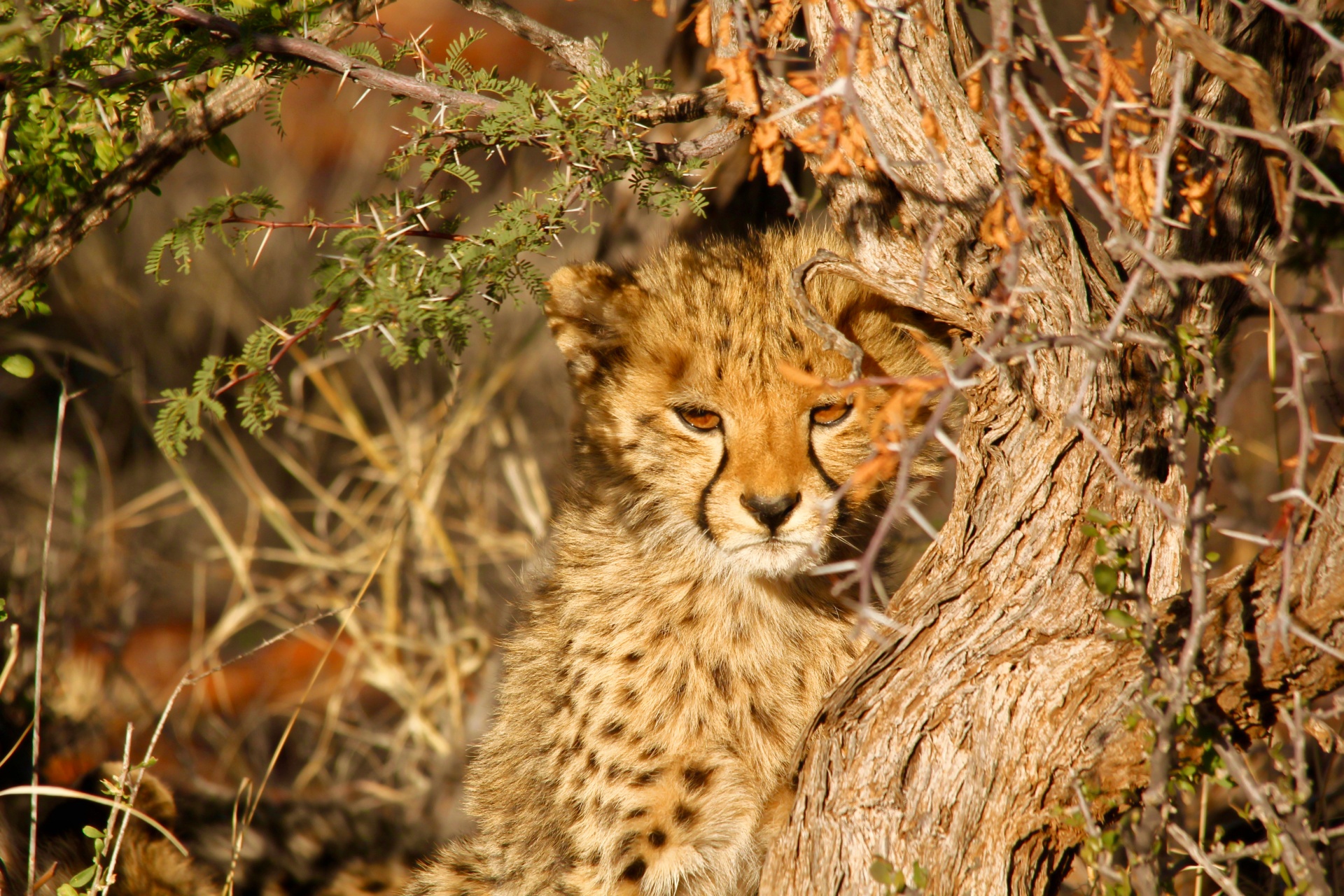 Leopardas,  Dėmės,  Cub,  Gyvūnas,  Gamta,  Laukinė Gamta,  Katė,  Afrikos,  Žinduolis,  Pastebėtas