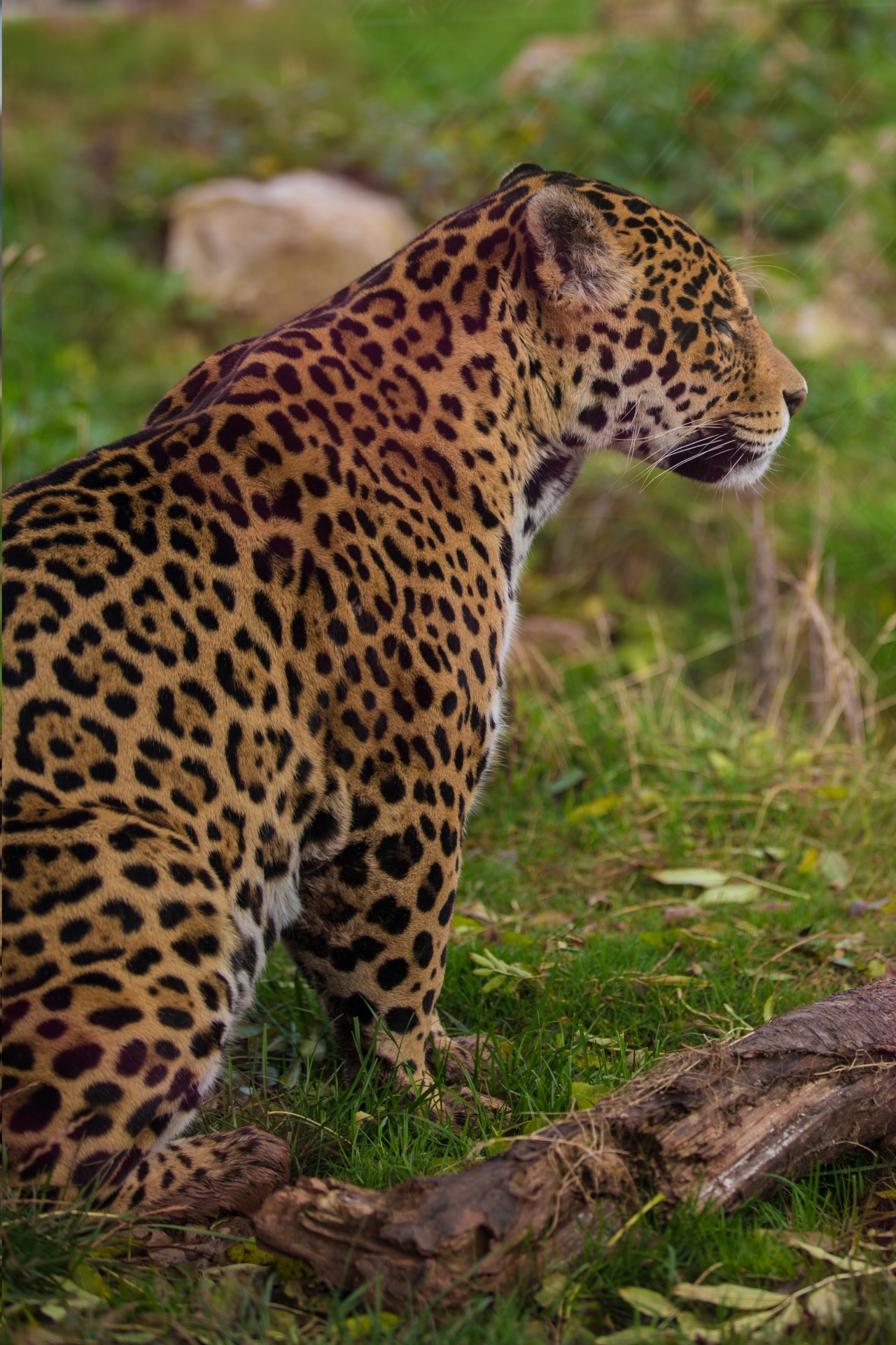 Jaguar,  Gyvūnas,  Leopardas,  Ocelotas,  Žinduolis,  Mėsėdis,  Žvėrys,  Geltona,  Kailis,  Vaikščioti