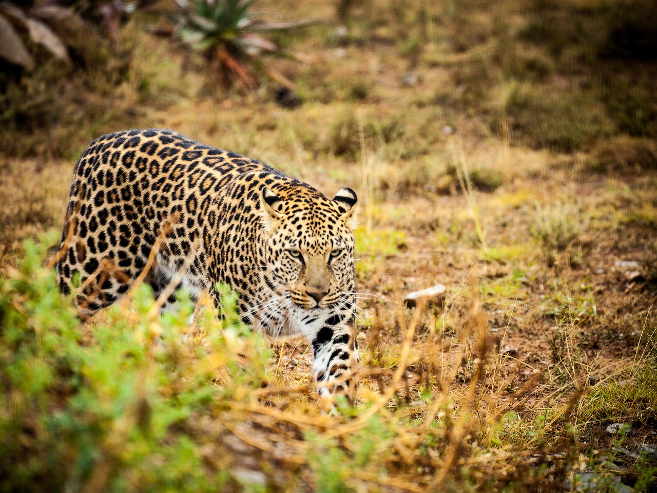 Leopardas, Savana, Laukiniai Gyvūnai, Pastebėtas, Laukinės Gamtos Fotografija, Plėšrūnas, Safari, Katė, Laukiniai, Nykstantis