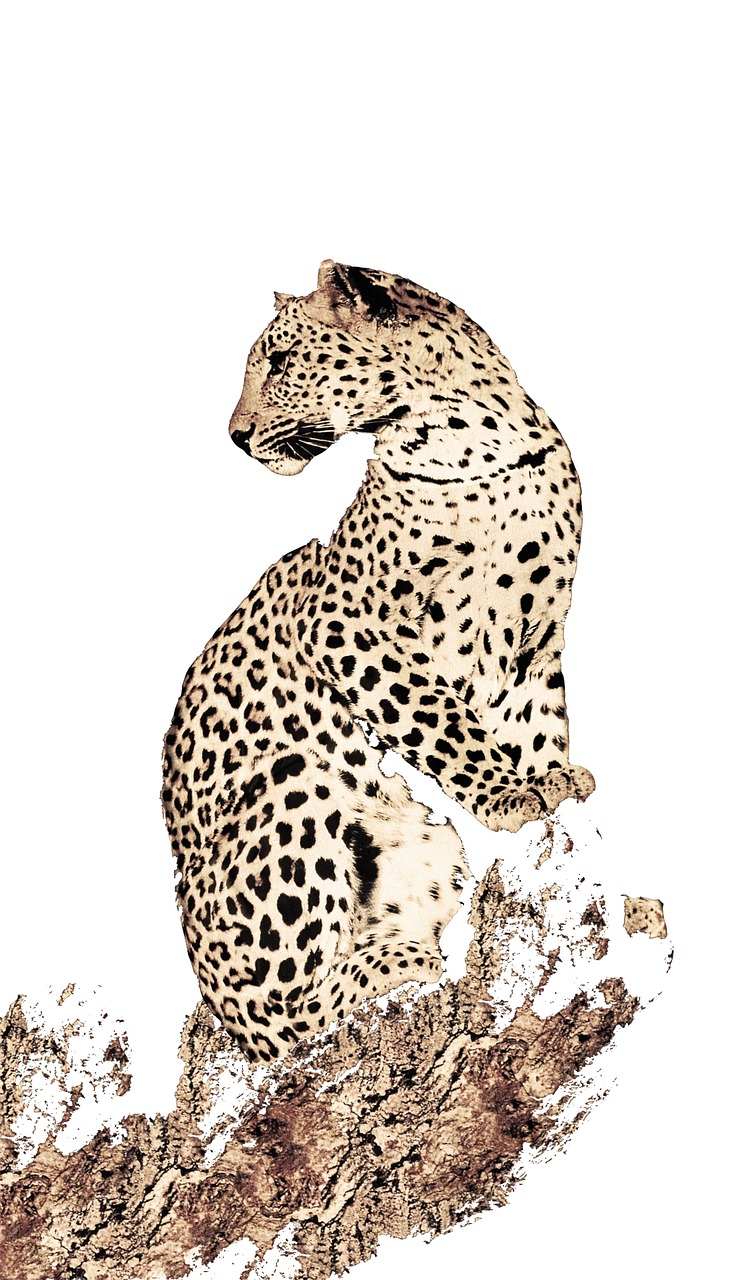 Leopardas, Gyvūnai, Spausdinimas, Kava, Medžiaga, Nemokamos Nuotraukos,  Nemokama Licenzija
