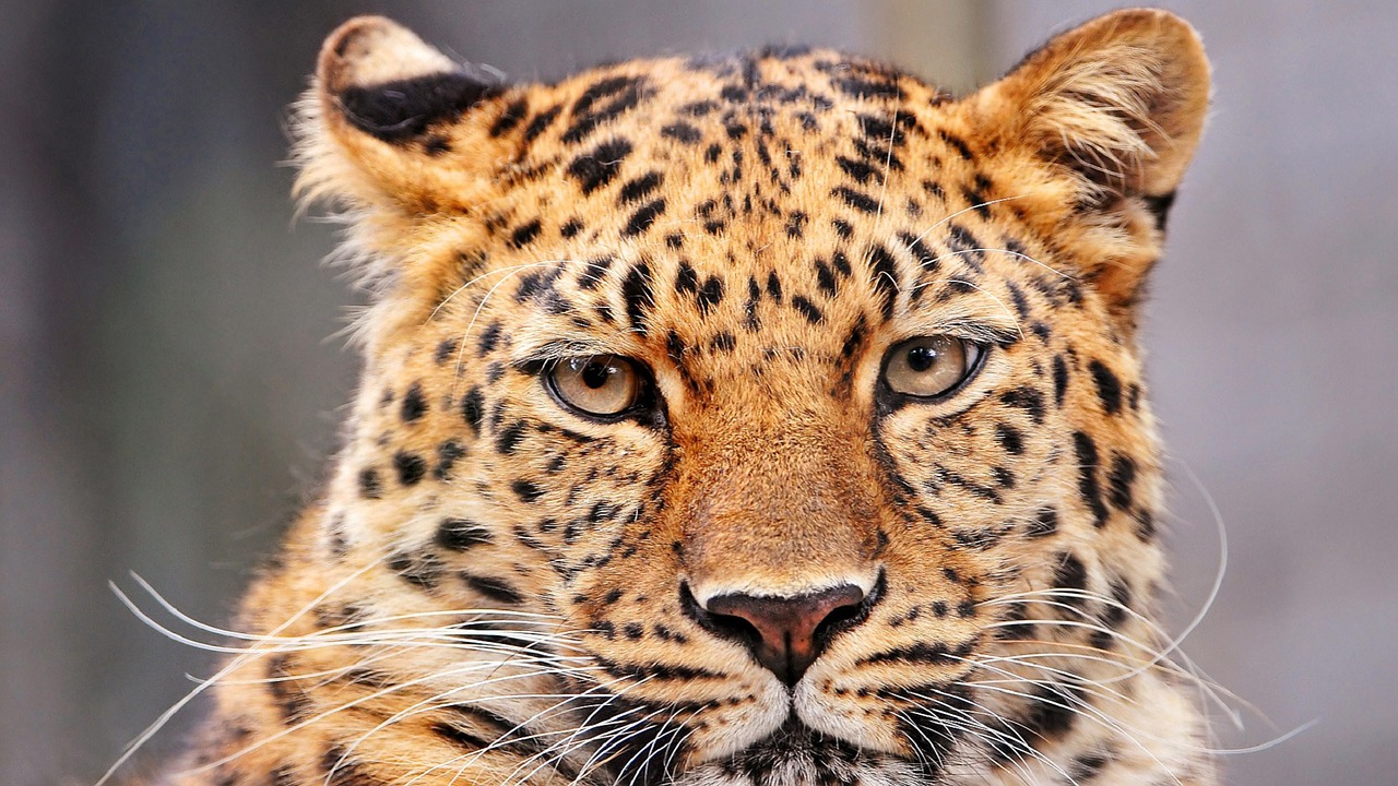 Leopardas, Portretas, Žiūri, Žvilgsnis, Veidas, Galva, Kačių, Didelis, Katė, Gyvūnas