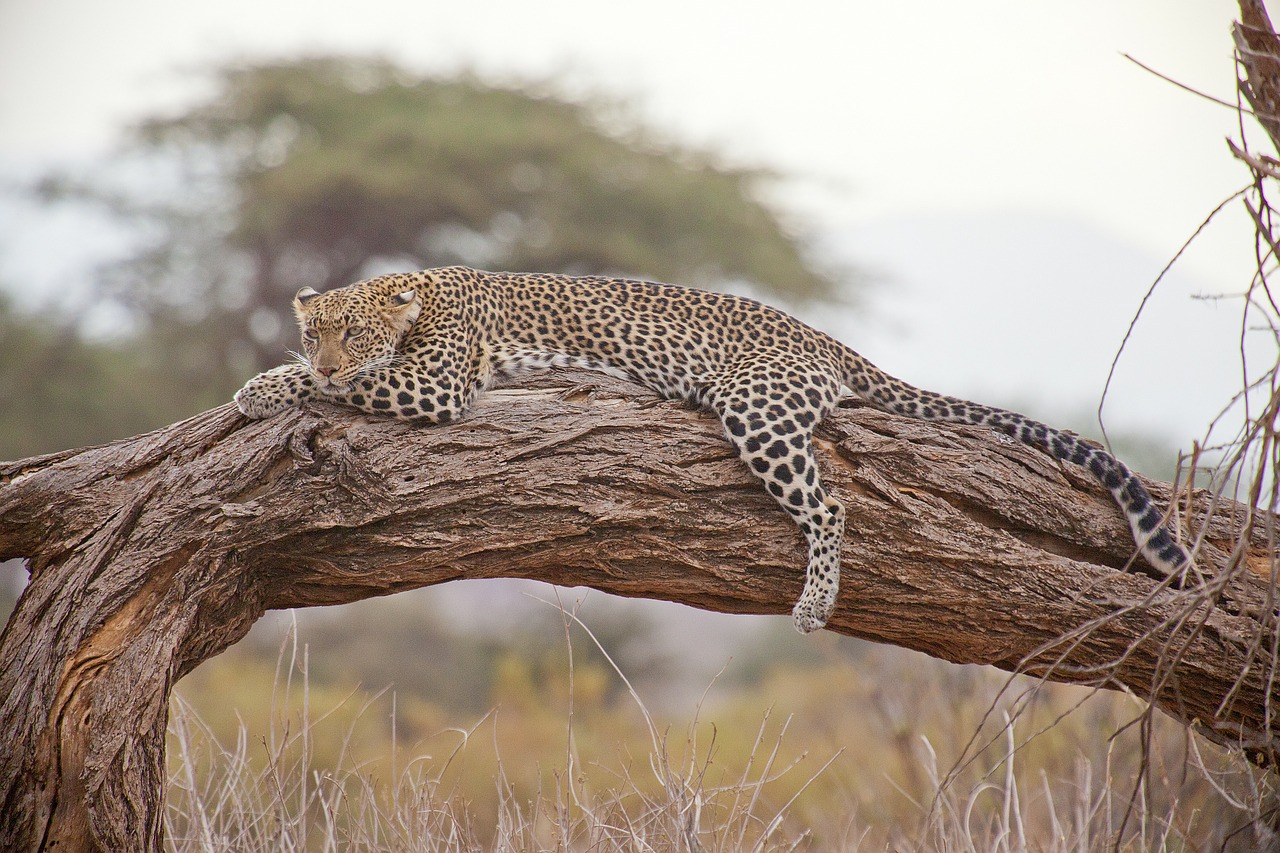 Leopardas, Safari, Afrika, Kenya, Nemokamos Nuotraukos,  Nemokama Licenzija
