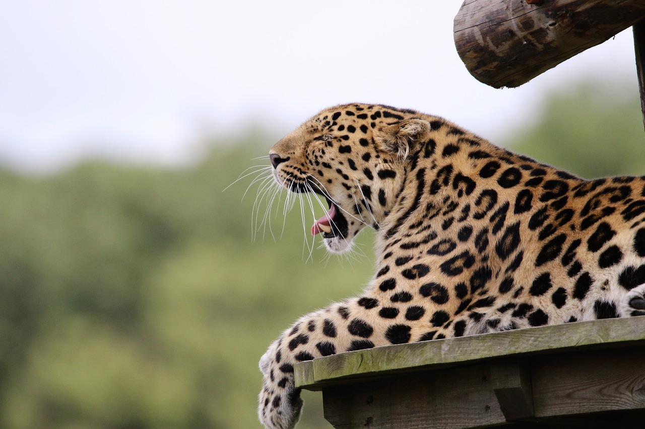 Leopardas, Didelė Katė, Gyvūnas, Žinduolis, Laukinė Gamta, Didelis, Plėšrūnas, Katė, Laukiniai, Didelis