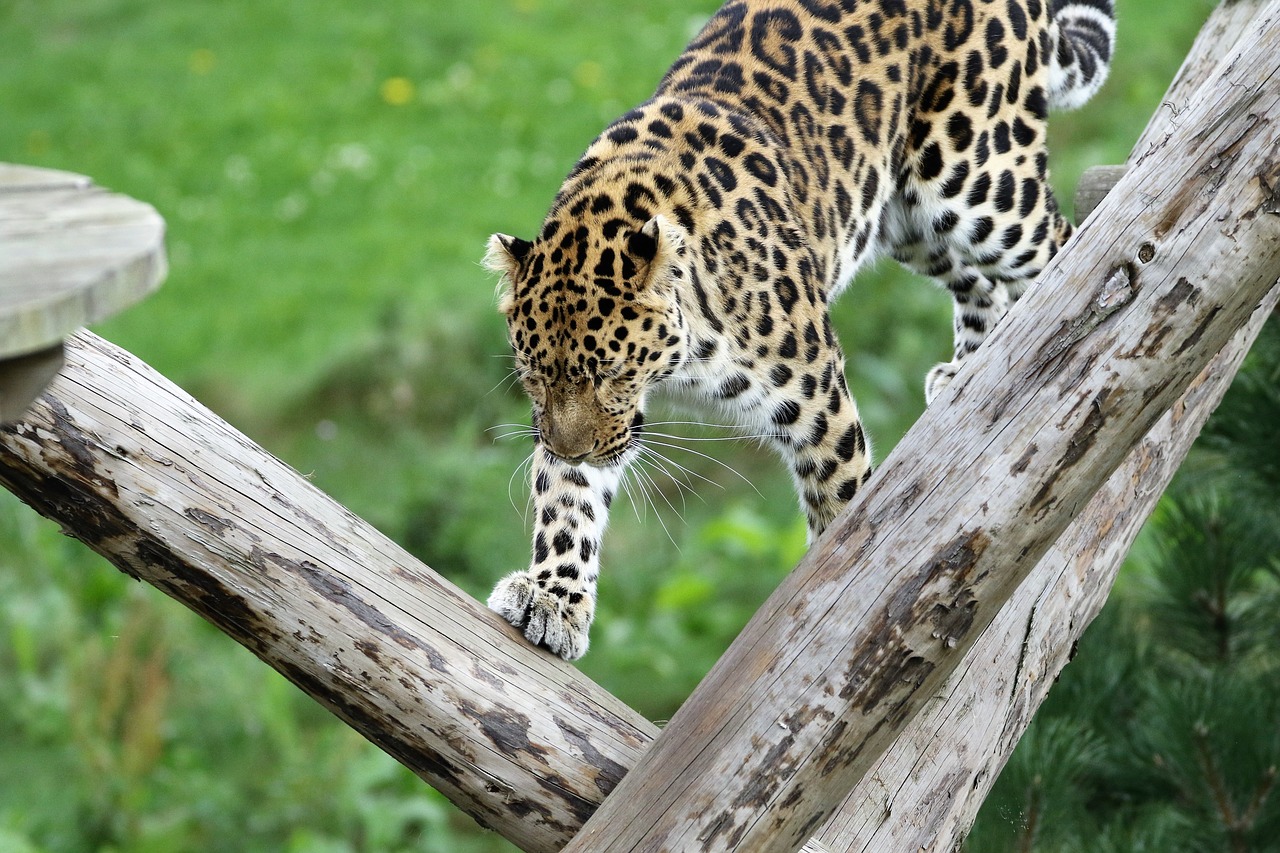 Leopardas, Didelė Katė, Dėmės, Gamta, Gyvūnas, Natūralus, Žinduolis, Laukiniai, Plėšrūnas, Mėsėdis