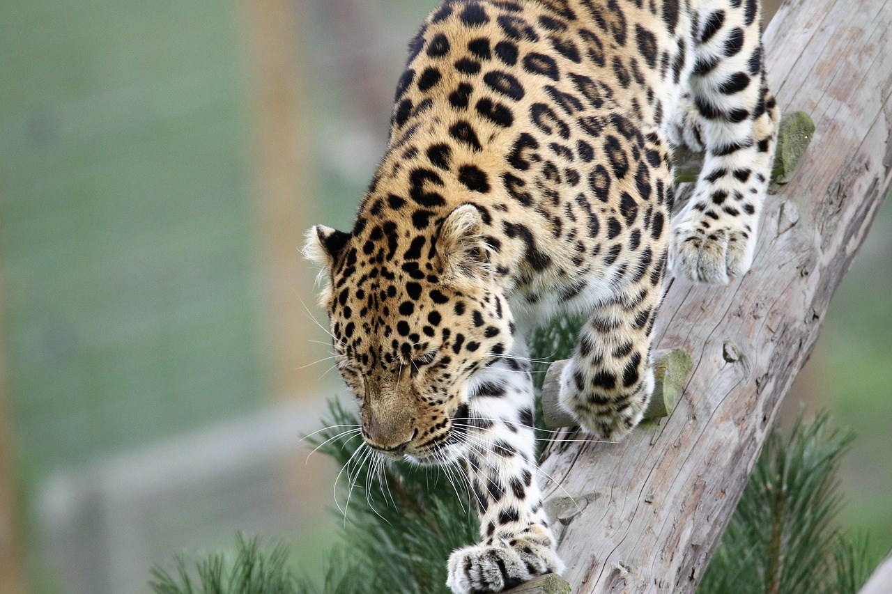 Leopardas, Didelė Katė, Dėmės, Gamta, Gyvūnas, Natūralus, Žinduolis, Laukiniai, Plėšrūnas, Mėsėdis