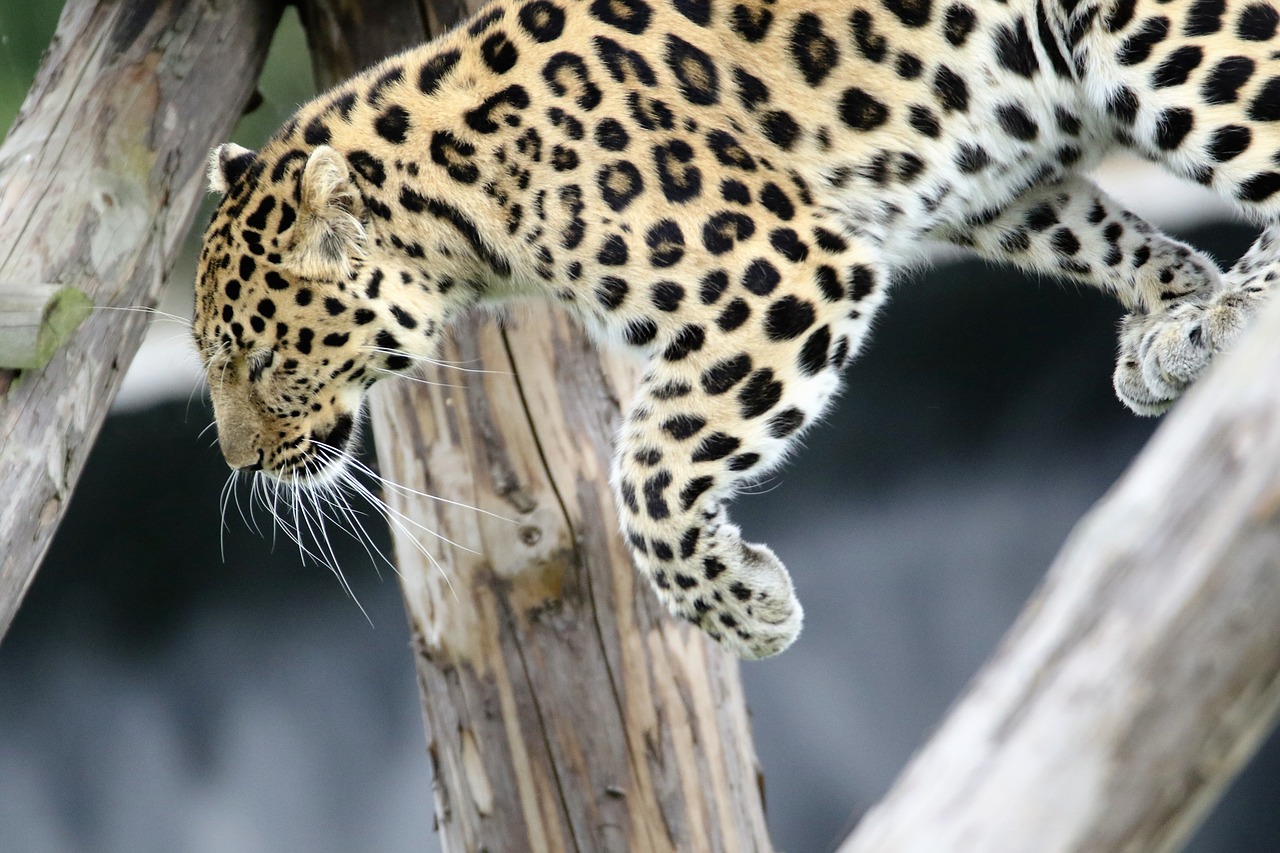 Leopardas, Pastebėtas, Katė, Gamta, Lauke, Laukinė Gamta, Gyvūnas, Juoda, Kačių, Kailis