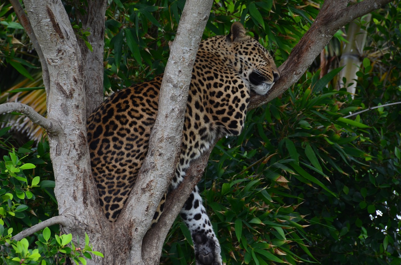 Leopardas, Wildcat, Afrika, Safari, Rūpestis, Medis, Miegoti, Laisvė, Dykuma, Elegantiškas