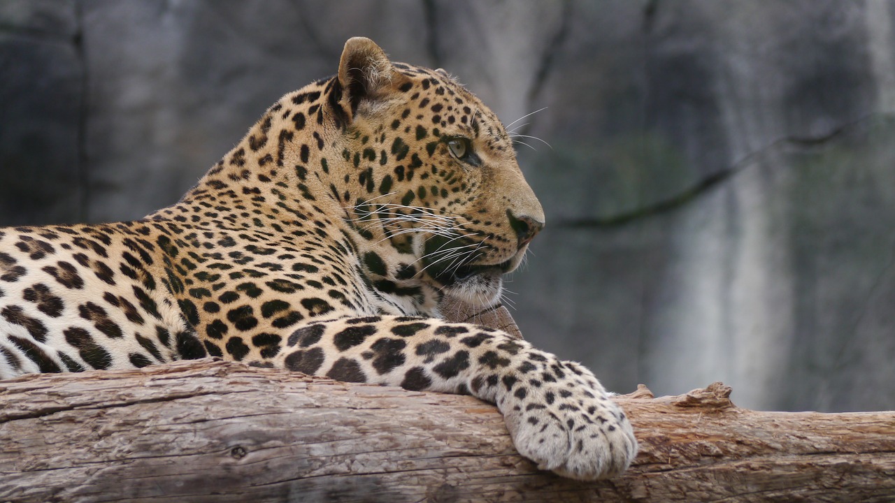 Leopardas, Kilnus, Katė, Nemokamos Nuotraukos,  Nemokama Licenzija