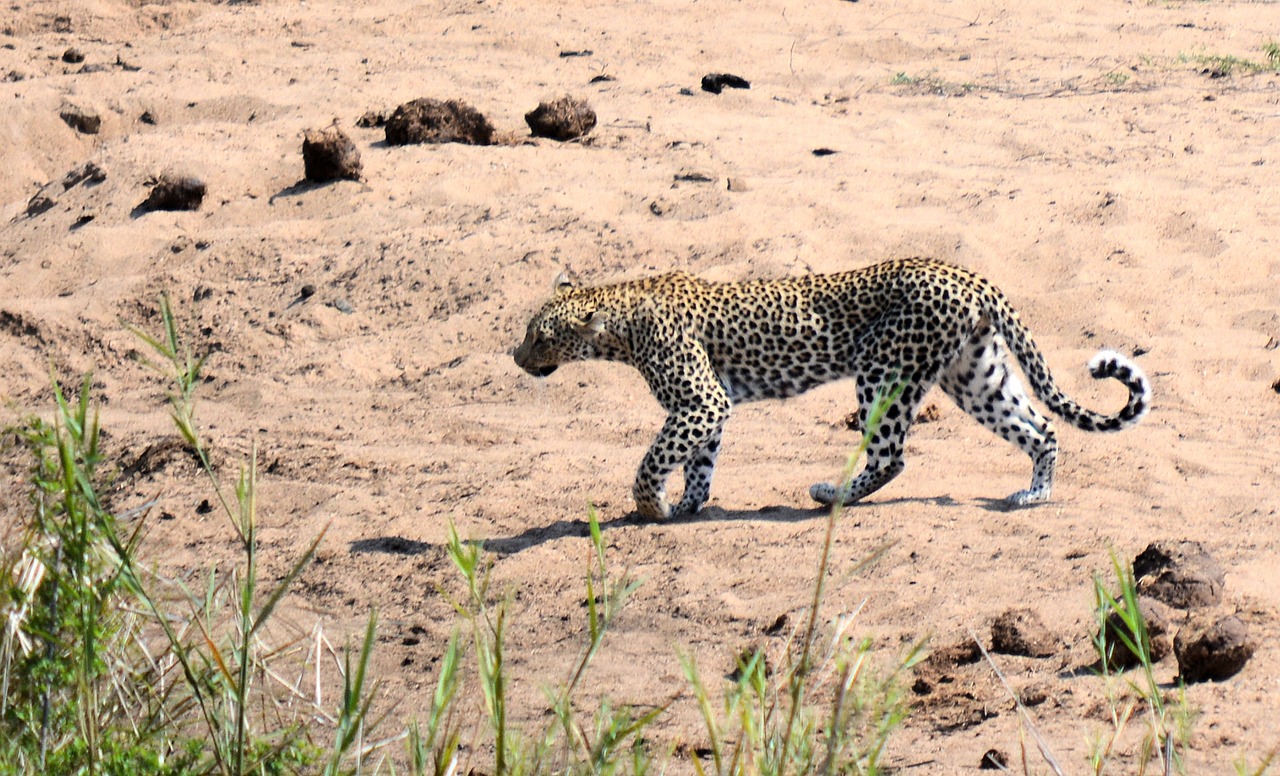 Leopardas, Kruger Parkas Pietų Afrikoje, Laukinė Gamta, Gamta, Dėmės, Nemokamos Nuotraukos,  Nemokama Licenzija